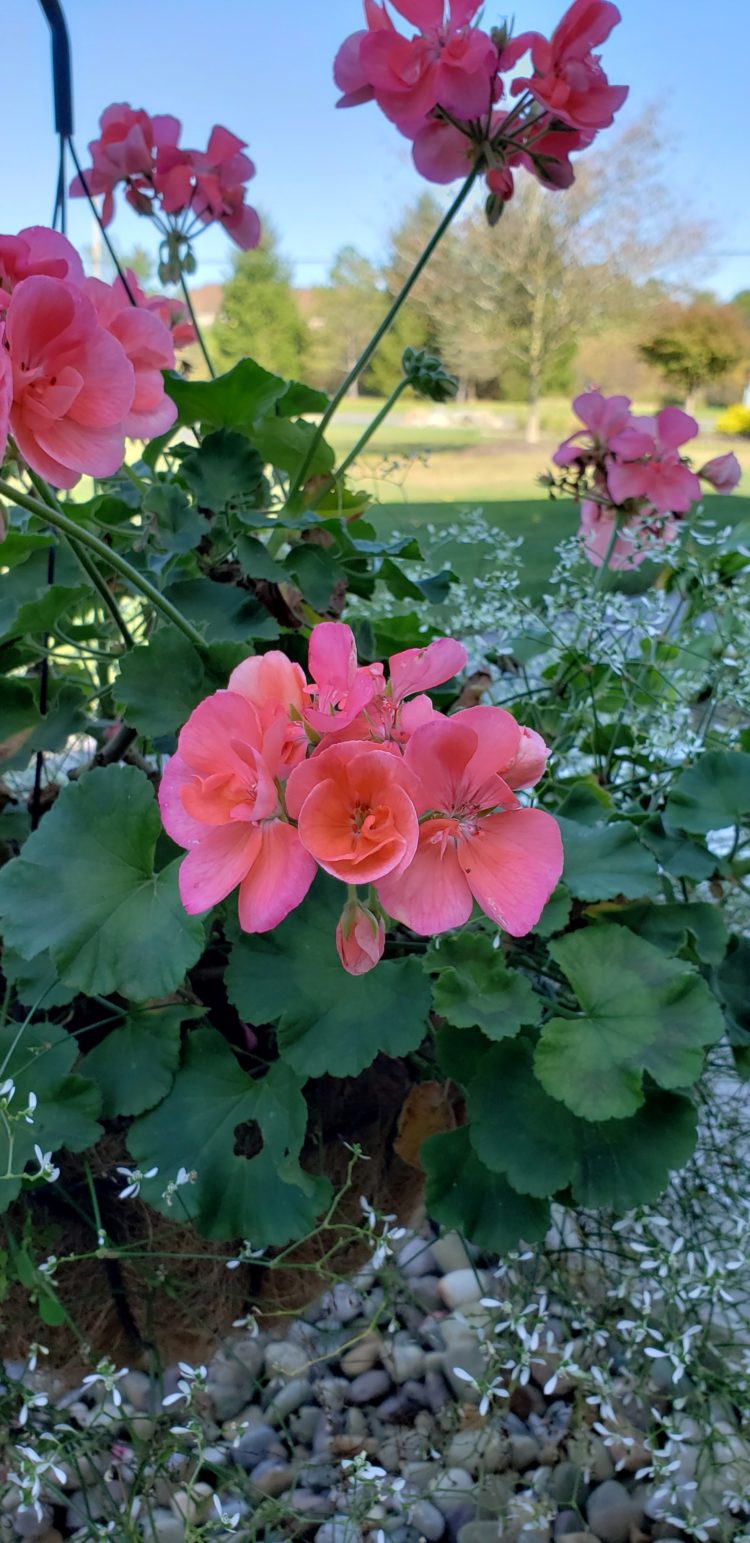 tanaman hias bunga pink