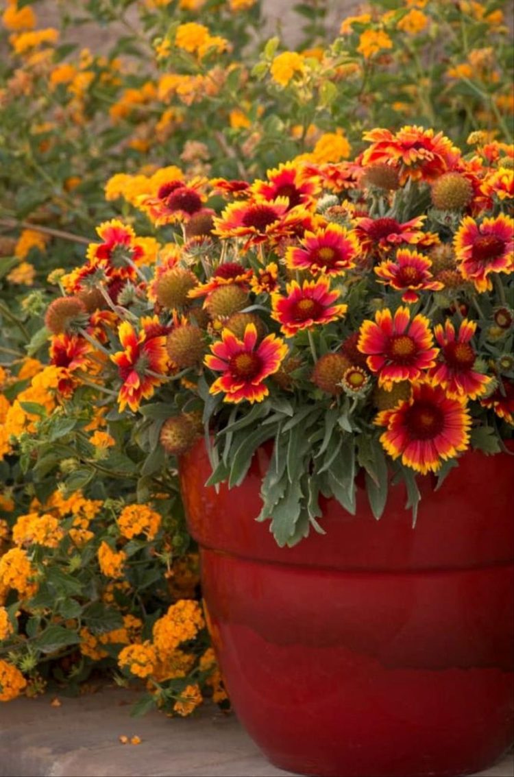 tanaman hias bunga pot gantung