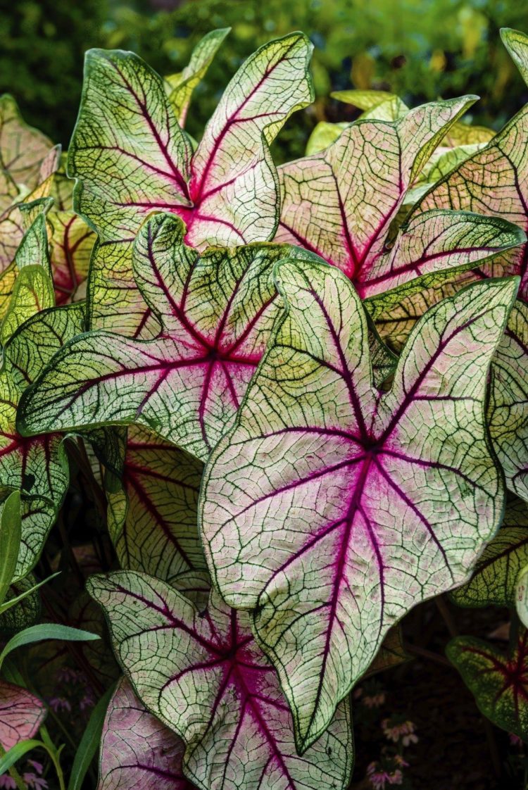 gambar tanaman hias daun lidah mertua