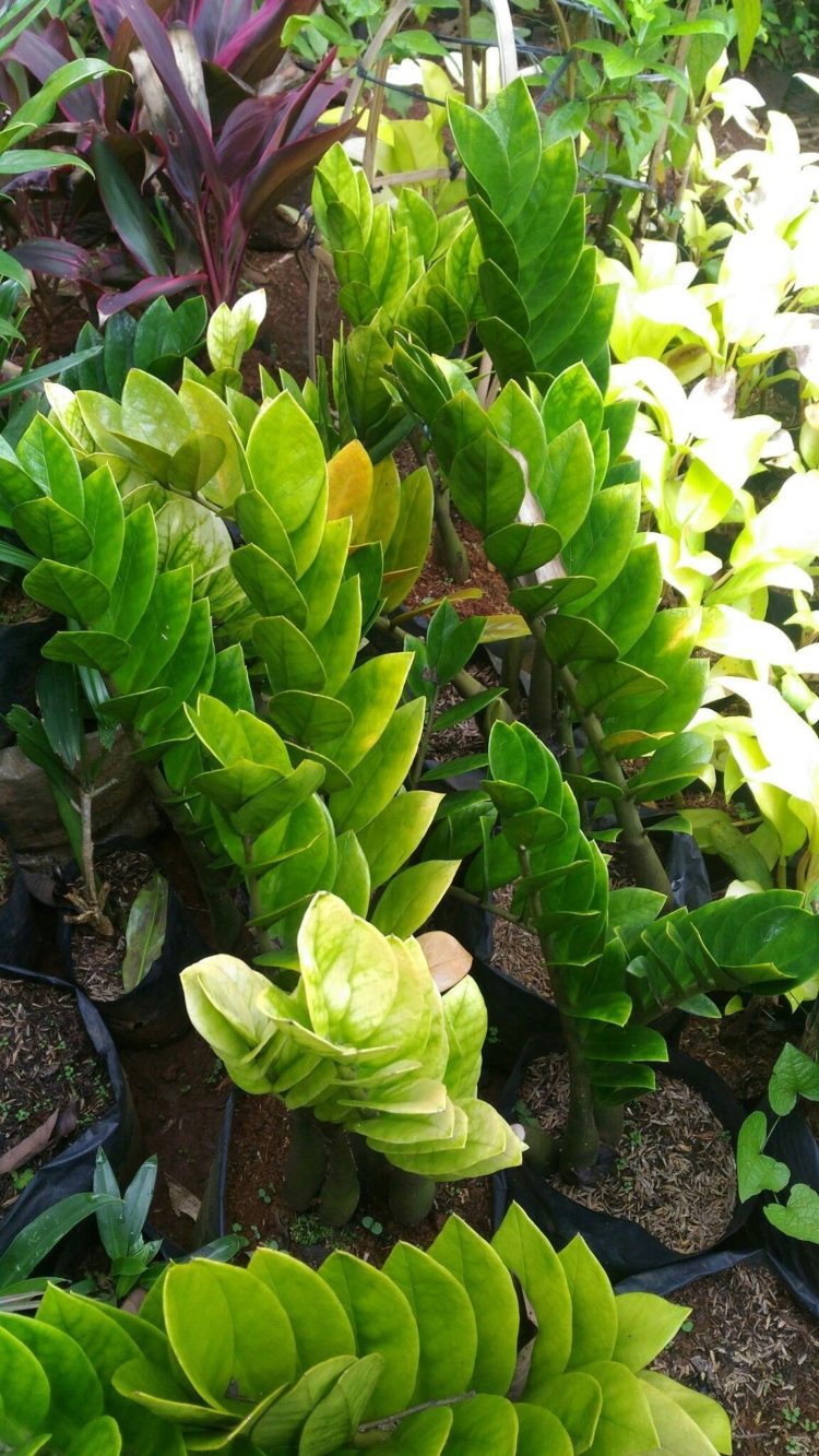 gambar tanaman hias daun dan nama latinnya