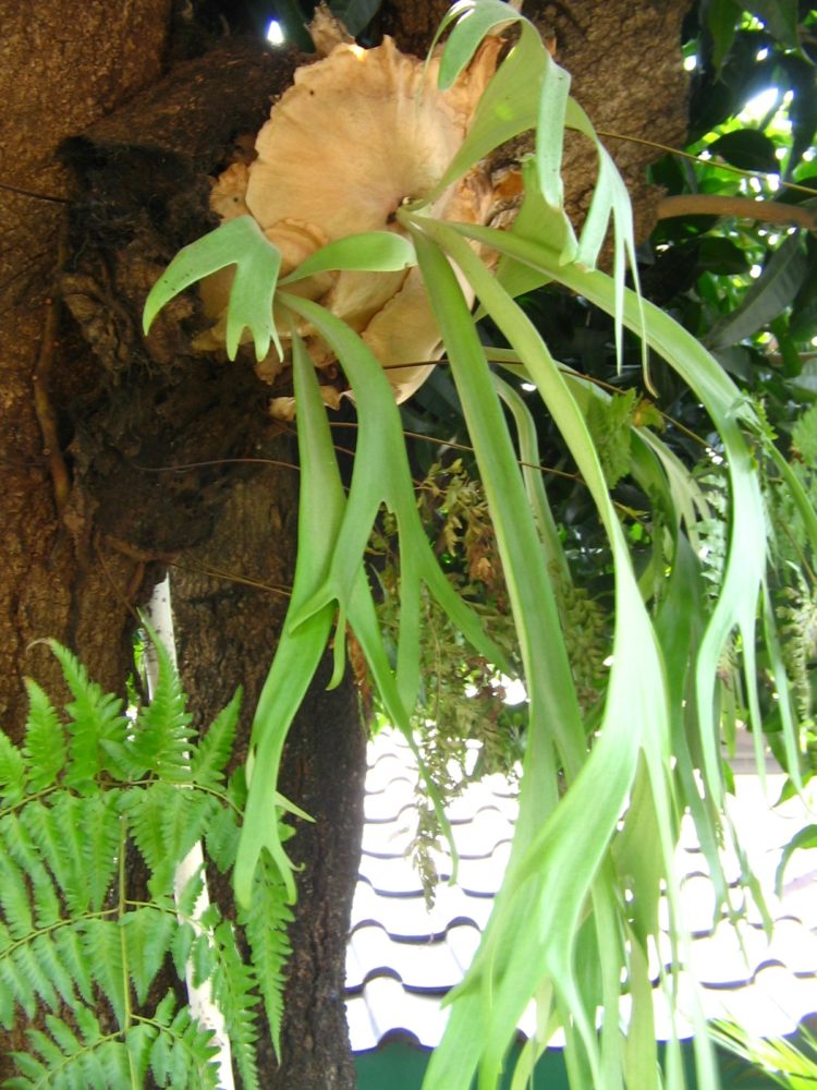 tanaman hias daun nepenthes di indonesia lebih dikenal dengan nama