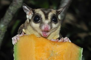 Makanan Sugar Glider Bayi Joey Dewasa Kesukaan Favorit