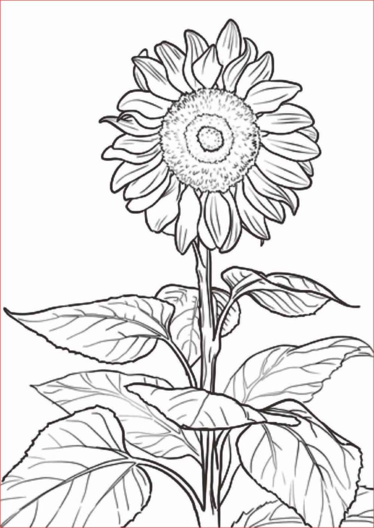 Gambar Bunga Hitam Putih Untuk Kolase