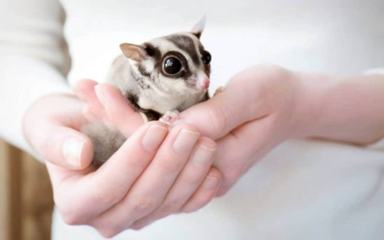 5 Cara Merawat Sugar Glider Untuk Pemula Baik Benar