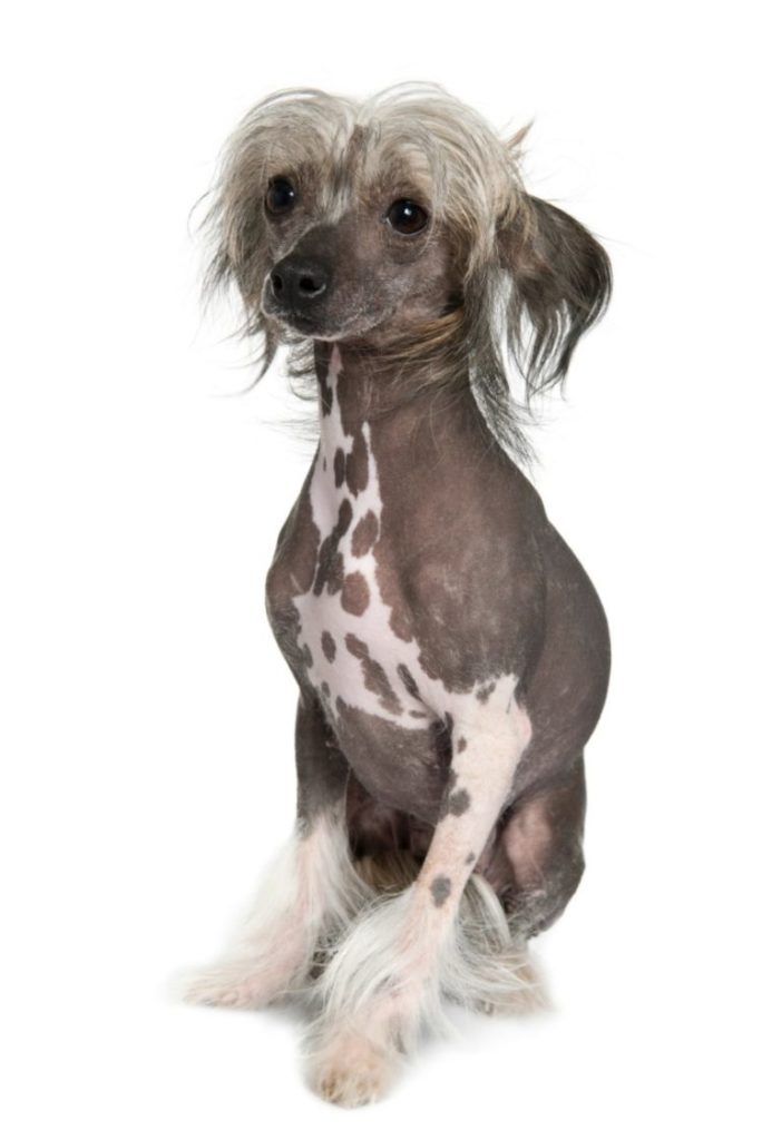 67 Jenis Anjing Kecil Besar Peliharaan Dari Seluruh Dunia   Jenis Anjing Chinese Crested 684x1024 