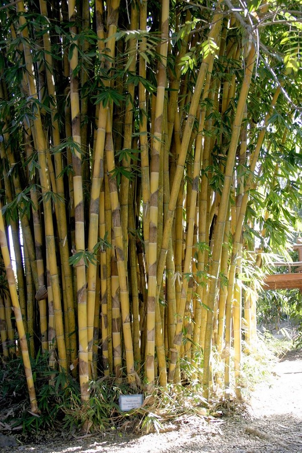 25 Jenis Bambu  di Indonesia Beserta Gambar Ciri Cirinya
